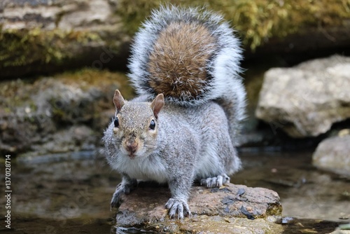 Grey squirrel 