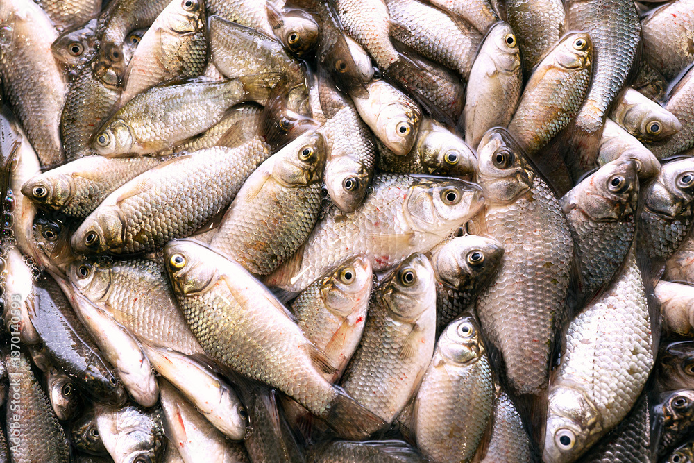 Fototapeta premium Fresh catch of fish close-up.