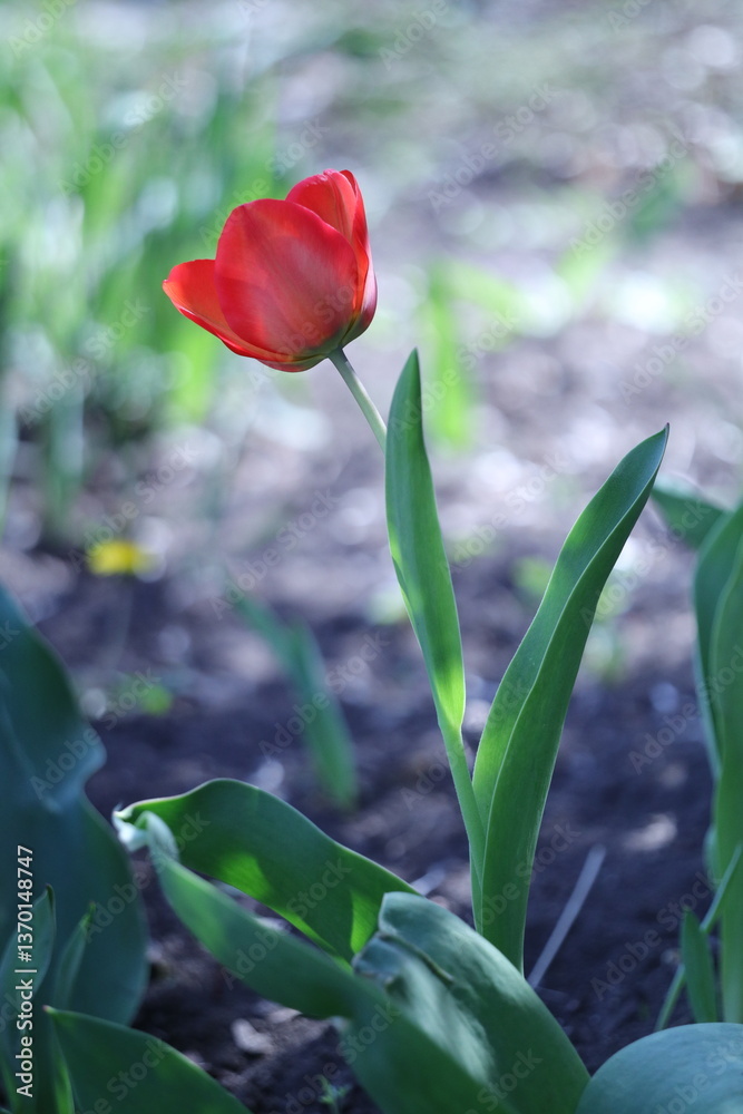 Naklejka premium red and yellow tulips