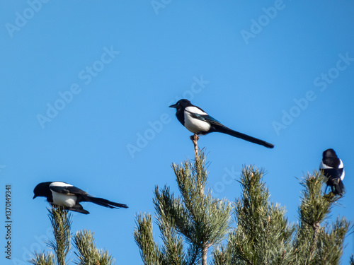 Group of Eurasian Magpies (Pica pica) sitting on a tree with blue sky in the background photo
