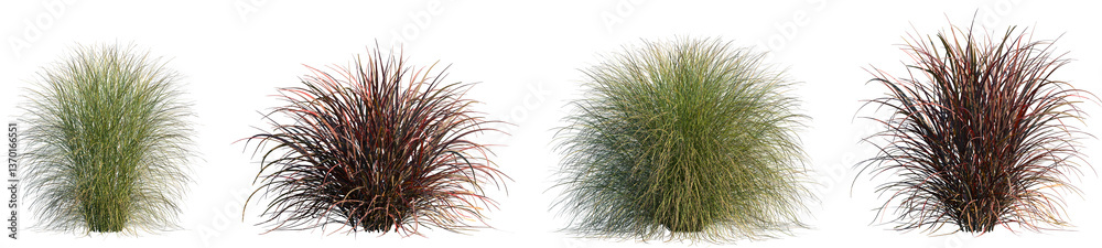 Fototapeta premium Set of Miscanthus sinensis gracillimus and Pennisetum setaceum rubrum isolated png on a transparent background perfectly cutout high resolution