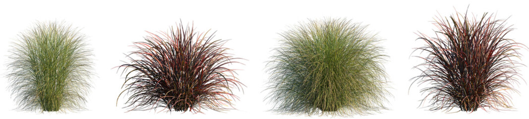 Set of Miscanthus sinensis gracillimus and Pennisetum setaceum rubrum isolated png on a transparent background perfectly cutout high resolution