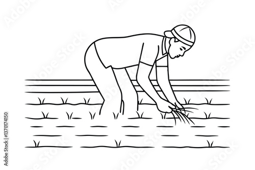Farmer Planting Rice Seedlings in Paddy Field Agriculture