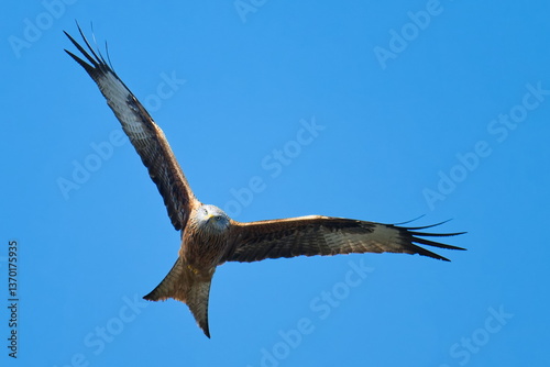 Rotmilan (Milvus milvus) bei der Jagd	