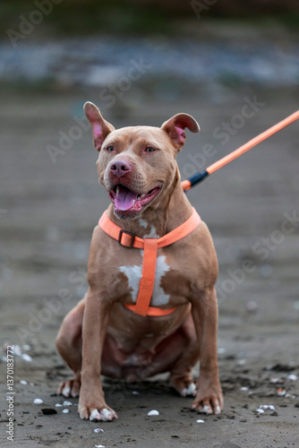 Adorable Pit Bull Terrier with Tongue Out on Sandy Beach