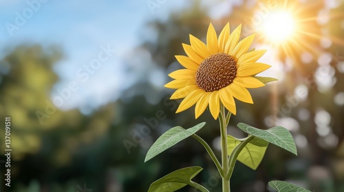 Vibrant Sunflower Blooming in Sunny Summer Meadow A cheerful image of nature's beauty