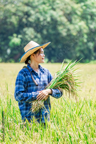 Harvesting rice rural field photography daylight side view agriculture and sustainability in action