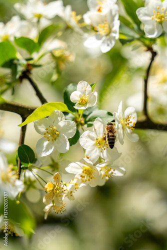 Macro shot of a honeybee collecting nectar from white spring blossoms. Bright natural light, soft bokeh background, and detailed focus on pollination and nature.