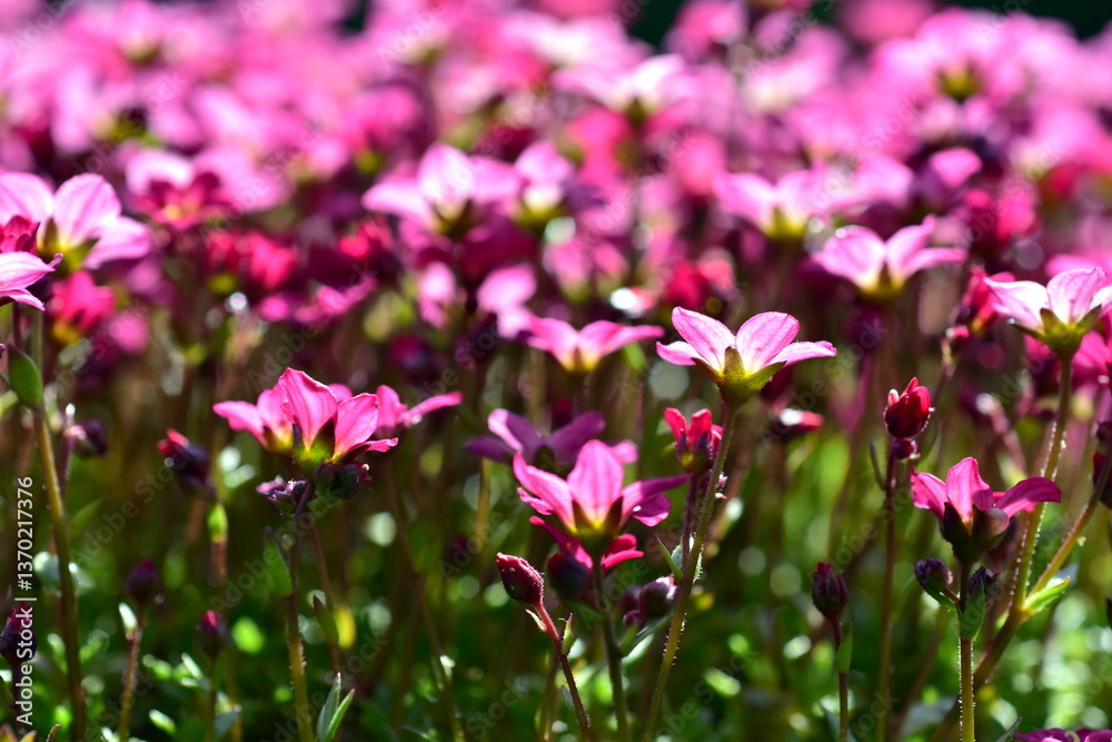Leuchtend roter Steinbrech im Frühling Leuchtend roter Steinbrech im Frühling