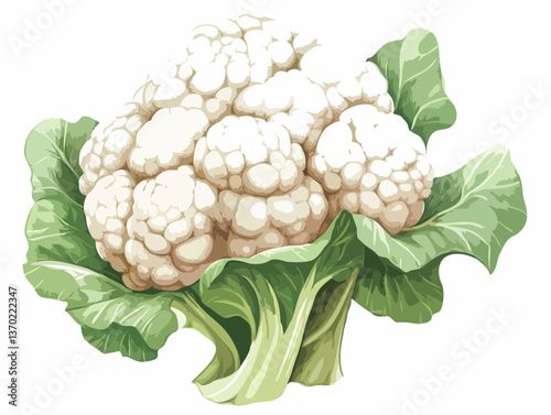 cauliflower isolated on white background