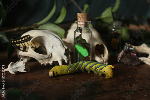 Still life with animal bones, skull and yellow caterpillars