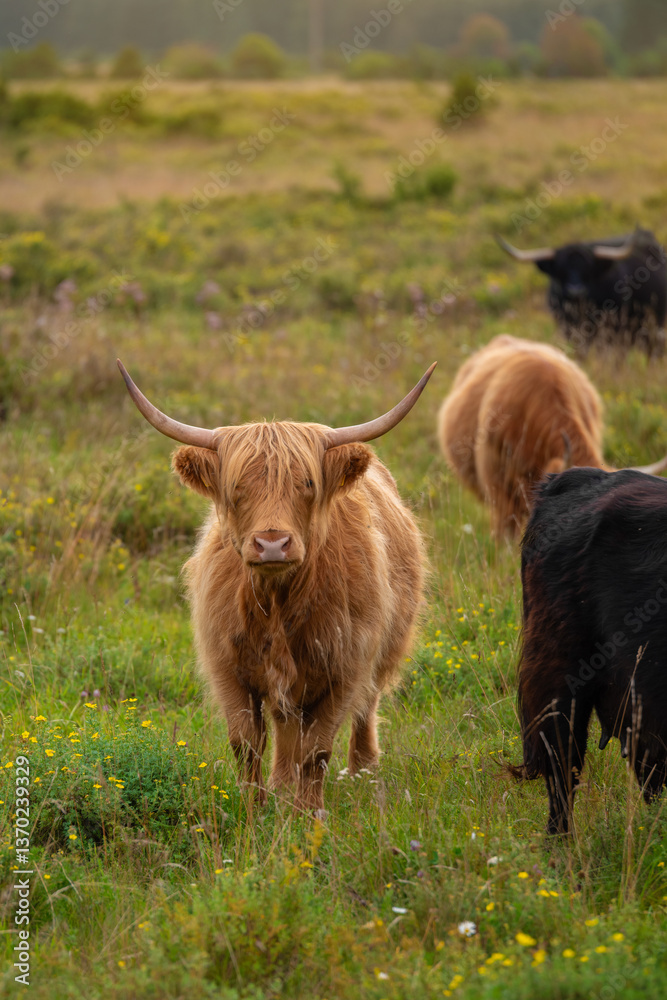 Highland cattle standing in a grassy, open field. The landscape is wild and untouched, filled with patches of greenery, small shrubs, and wildflowers, set against a backdrop of distant trees. 