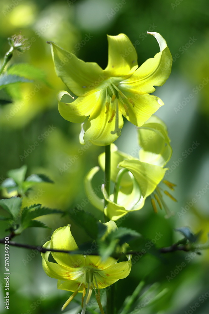 Obraz premium 春の妖精