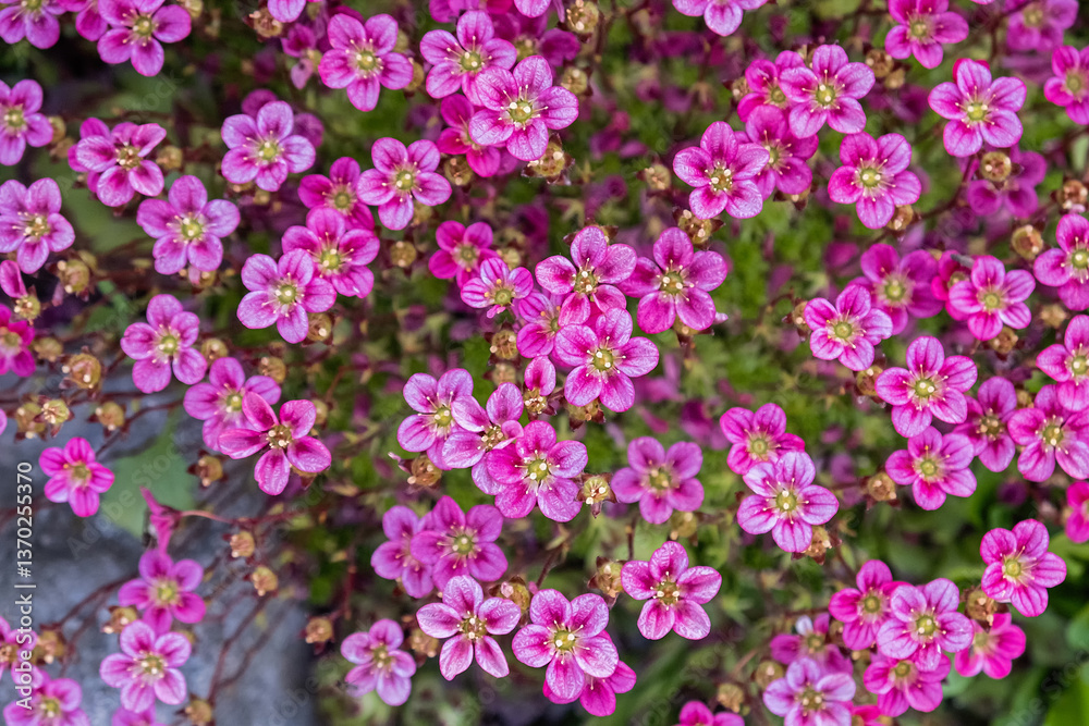 Vibrant Spring Saxifraga Flowers close up. Vibrant Spring Saxifraga Flowers close up.