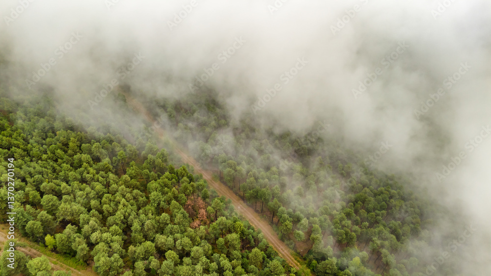 Thick fog covering a green forest in the Pyrenees mountains, Catalonia, Spain.