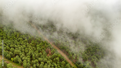 Obraz na płótnie Thick fog covering a green forest in the Pyrenees mountains, Catalonia, Spain. w salonie