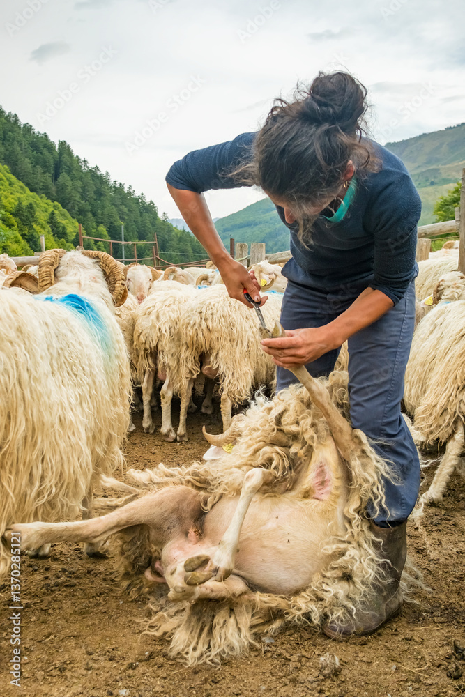 Farmer performing regular medical treatment on sheep at a farm in the Pyrenees, France.