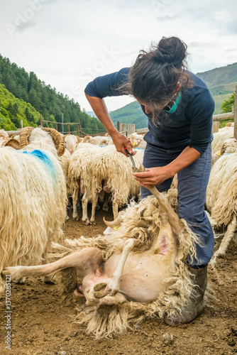 Obraz na płótnie Farmer performing regular medical treatment on sheep at a farm in the Pyrenees, France. w salonie