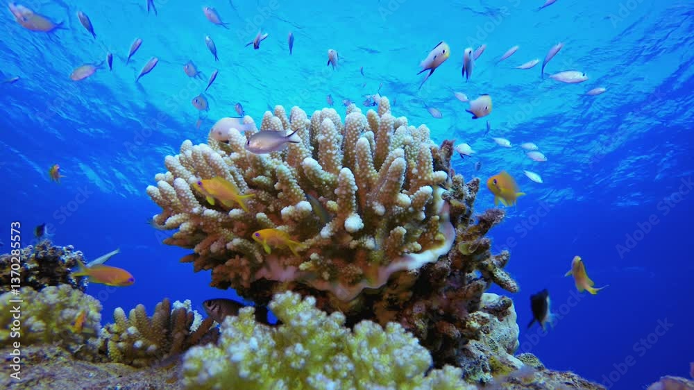 Coral Reef and Fishes. Blue turquoise sea water waves. Colourful tropical coral reefs. Blue water background. Colourful underwater ambience.