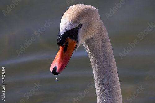 Fototapeta Naklejka Na Ścianę i Meble -  mute swan 