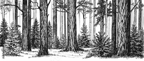 Timeless Thicket Forest line art drawing ink sketch nature landscape vector hand drawn illustration background