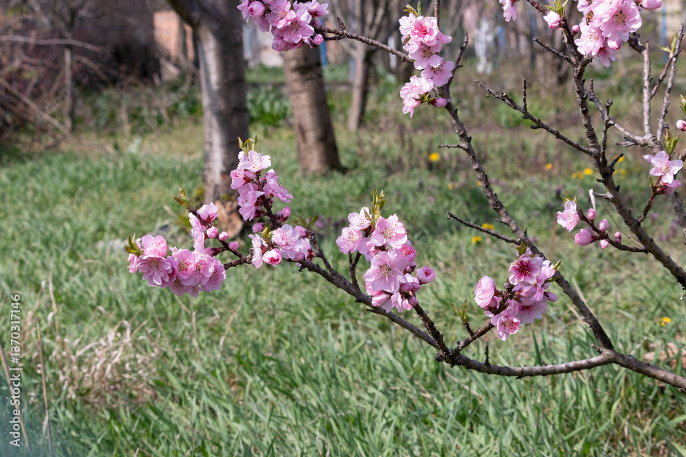 Fototapeta premium Delicate flowering dwarf peach in early spring