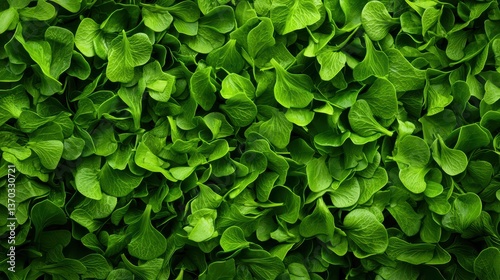 Wallpaper Mural Fresh green leafy vegetables background texture Torontodigital.ca