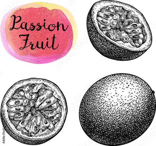 Passionfruit ink sketch