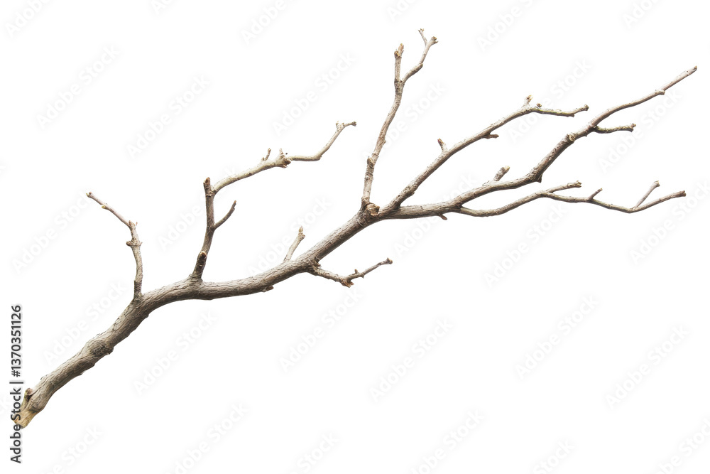A single bare branch with small buds lying diagonally on a stark transparent background in a studio shot A single bare branch with small buds lying diagonally on a stark transparent background in a studio shot
