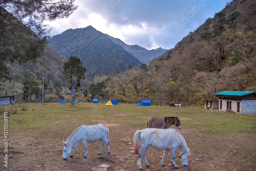 Thangthangkha Campsite