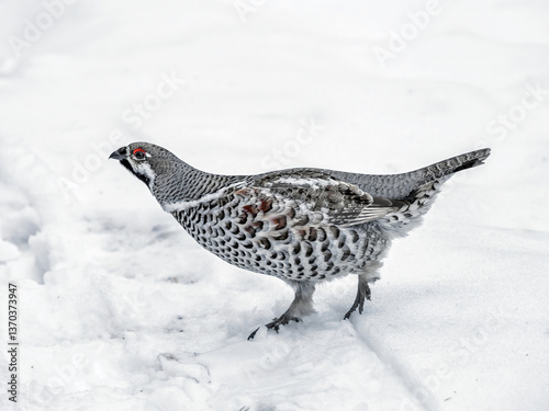 Photography Hazel grouse walking on snow in winter forest, close-up