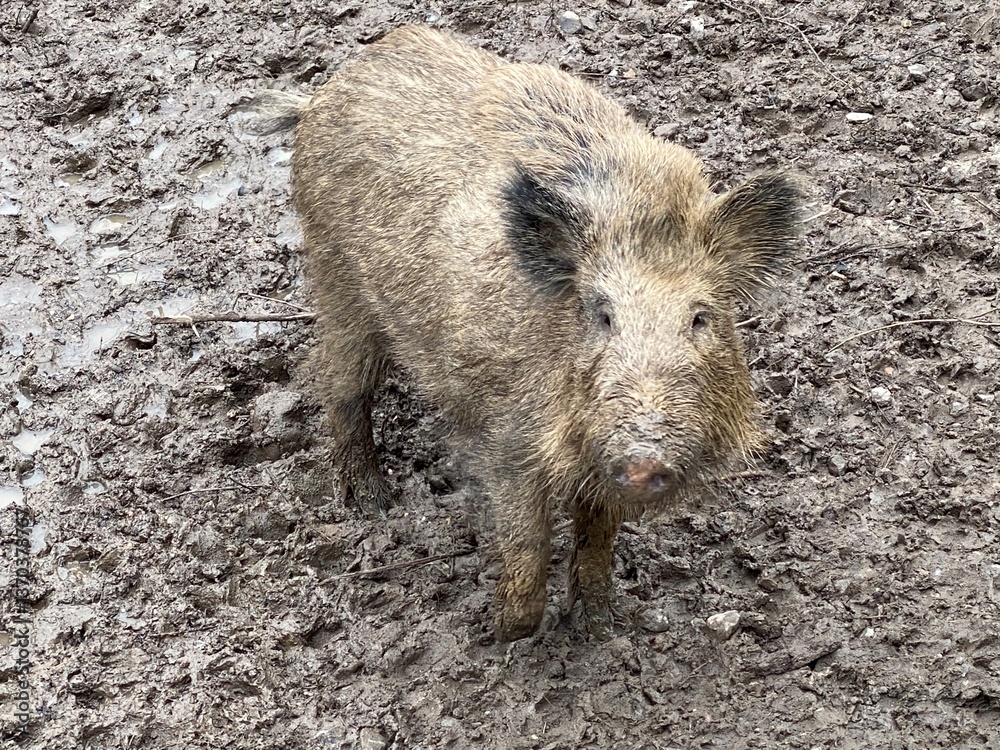 wildschwein, eber, keiler. bulle, wild, tier, eber, schweinepest, borsten, schlamm, säugetier, wildschwein, natur, wild lebende tiere, warzenschwein, schwein, wald, braun, schwein, ferkel, schnauze, g wildschwein, eber, keiler. bulle, wild, tier, eber, schweinepest, borsten, schlamm, säugetier, wildschwein, natur, wild lebende tiere, warzenschwein, schwein, wald, braun, schwein, ferkel, schnauze, g