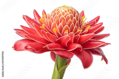 A red dahlia blossom, its petals a vibrant color, isolated on a white backdrop