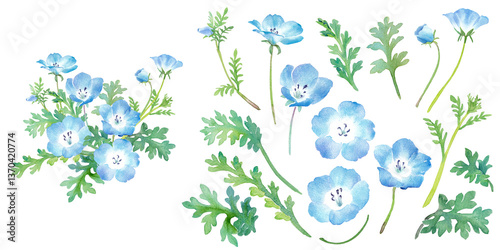 Foto 春の花：ネモフィラの水彩イラスト。一株と構成要素のアソート。