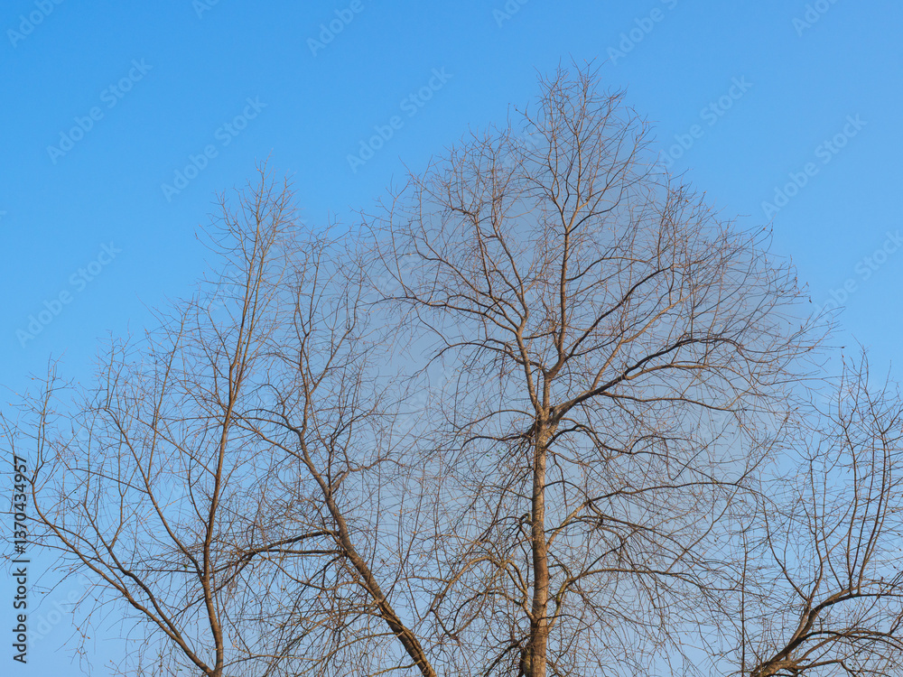 Falling leaves trees in season nature daytime blue sky Falling leaves trees in season nature daytime blue sky