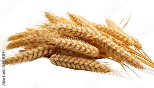 Wheat Isolated On PNG Transparent and White Background 