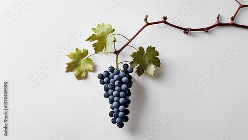 Isolated grape vine branch with ripe grapes on clean white background, sharp focus on details, fresh and simple composition, minimalist concept