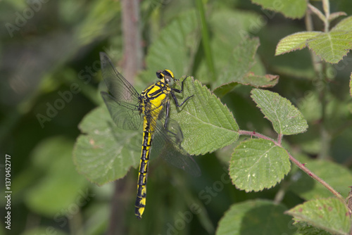 Female Common Clubtail Dargonfly (Gomphus vulgatissimus). Taken in Herzegovnia. photo