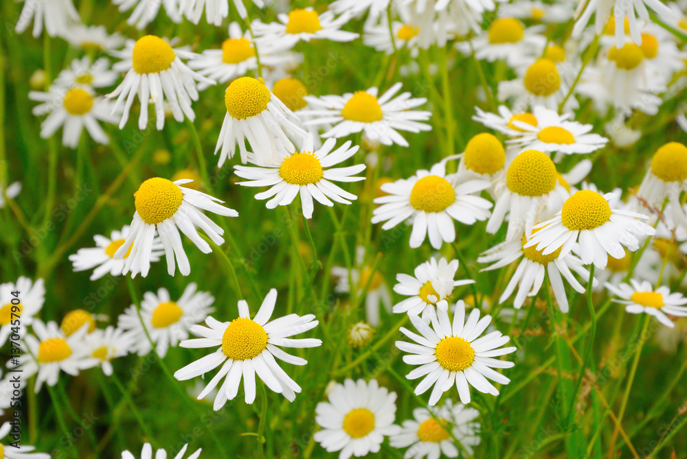 Fototapeta premium Matricaria chamomilla flowers