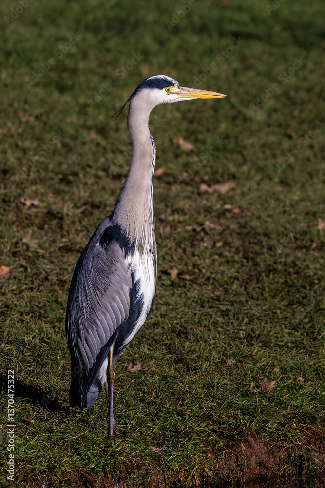 Naklejka premium Graureiher (Ardea cinerea)