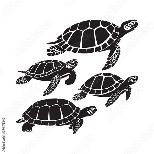 turtle on a white background
