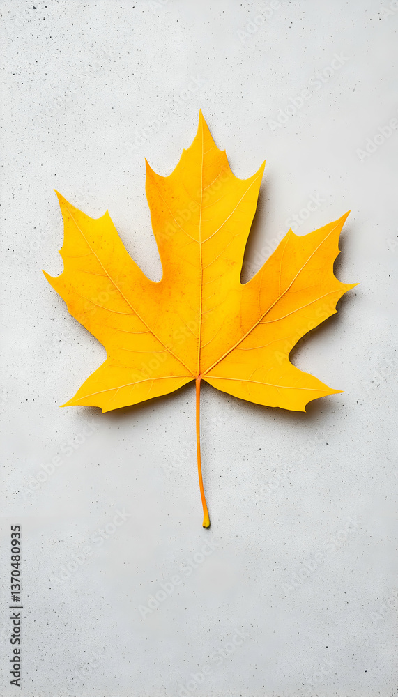 Single vibrant yellow maple leaf on a light gray background (1) Single vibrant yellow maple leaf on a light gray background (1)