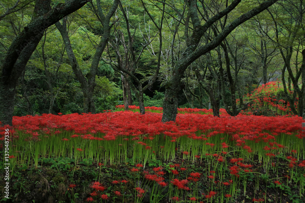 愛媛県松山市 窪野の彼岸花群生地