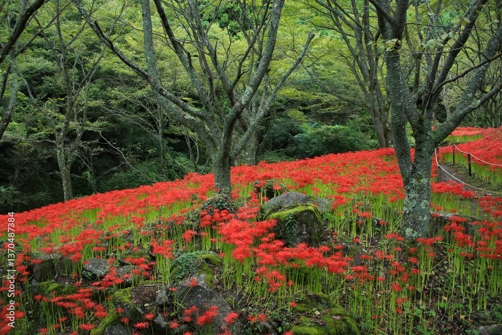 愛媛県松山市 窪野の彼岸花群生地