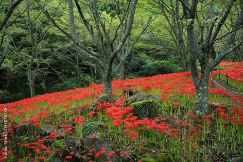 Obraz na płótnie 愛媛県松山市 窪野の彼岸花群生地 w salonie