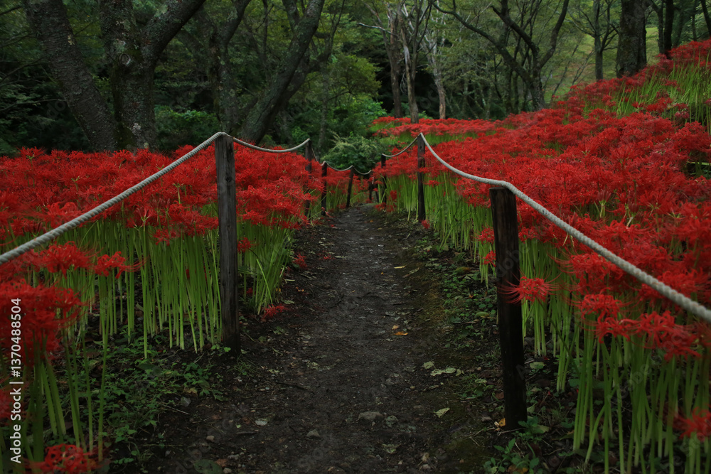 愛媛県松山市 窪野の彼岸花群生地