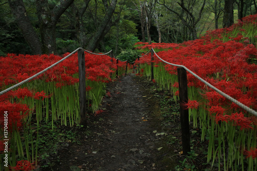 Obraz na płótnie 愛媛県松山市 窪野の彼岸花群生地 w salonie