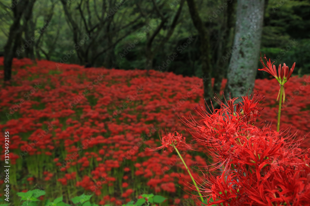 愛媛県松山市 窪野の彼岸花群生地