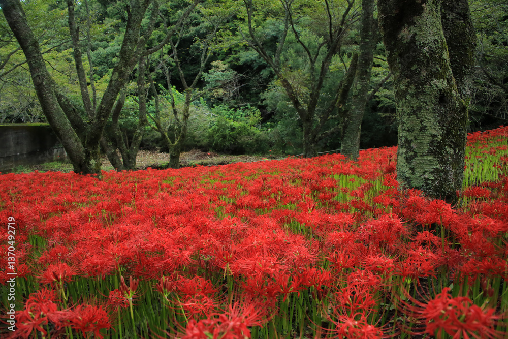 愛媛県松山市 窪野の彼岸花群生地