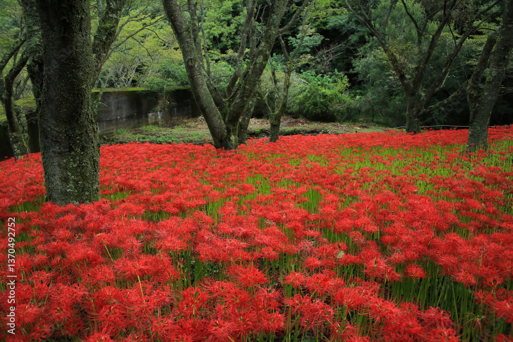 愛媛県松山市 窪野の彼岸花群生地
